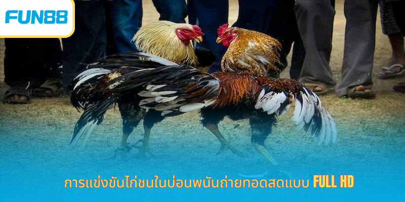 การแข่งขันไก่ชนในบ่อนพนันถ่ายทอดสดแบบ Full HD